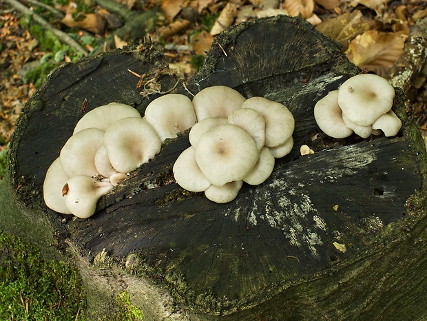 hliva lievikovitá Pleurotus cornucopiae (Paulet) Rolland