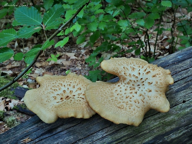 trúdnik hľuzovitý Polyporus tuberaster (Jacq. ex Pers.) Fr.