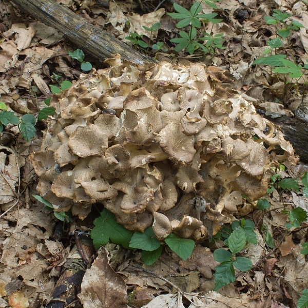 trúdnik klobúčkatý Polyporus umbellatus (Pers.) Fr.