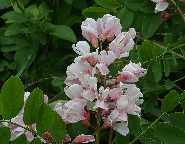 agát biely Robinia pseudoacacia L.