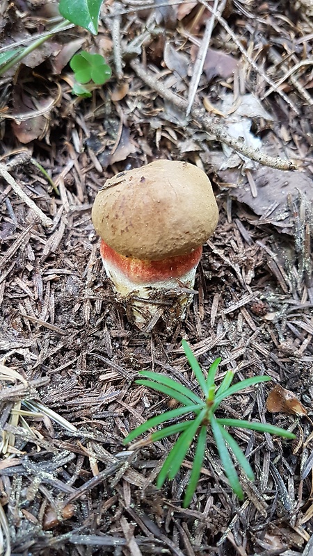 hríb zrnitohlúbikový Sutorius luridiformis (Rostk.) G. Wu & Zhu L. Yang