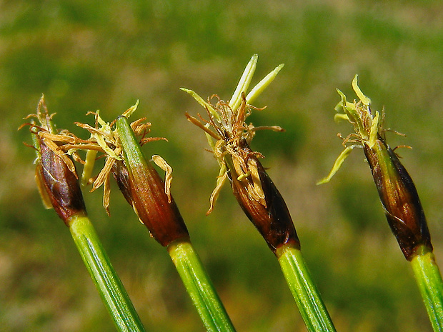 páperec trsnatý Trichophorum cespitosum (L.) Hartm.