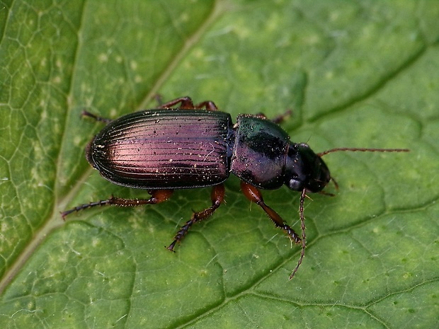 utekáčik Harpalus affinis