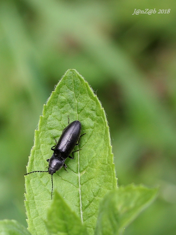 kováčik  Hemicrepidius niger