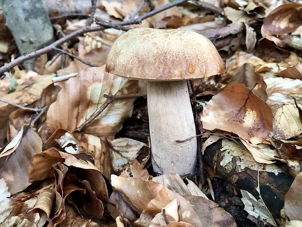 hríb dubový Boletus reticulatus Schaeff.