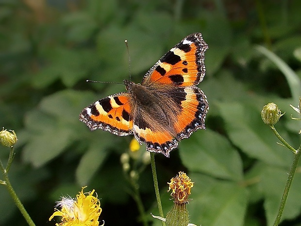 babočka pŕhľavová Aglais urticae