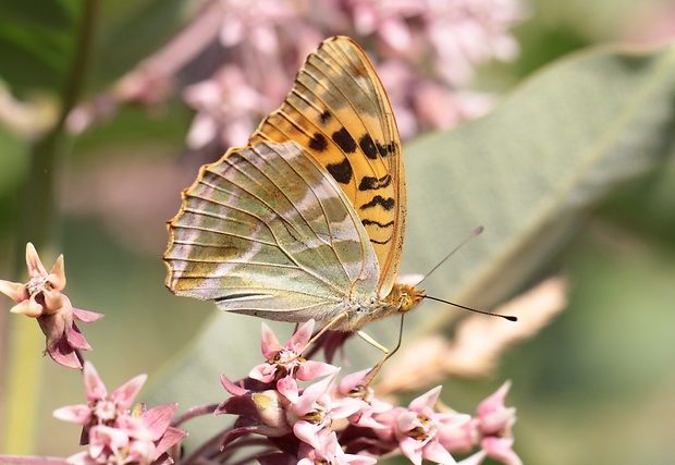 perlovec striebristopásy  Argynnis paphia