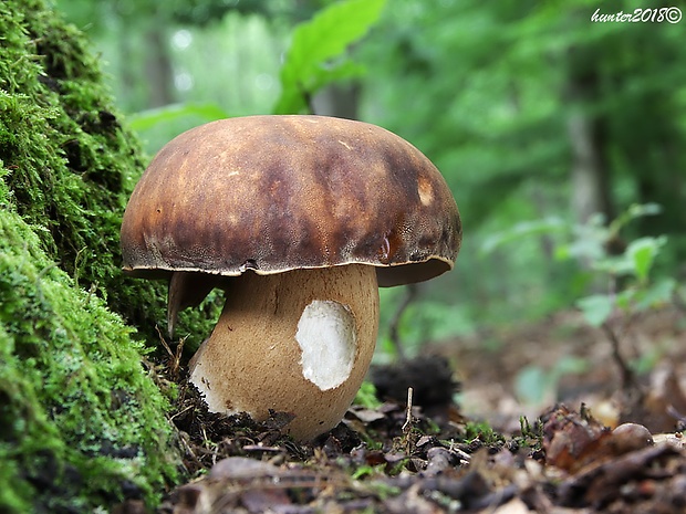 hríb bronzový Boletus aereus Bull. ex Fr.