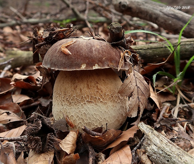 hríb dubový Boletus reticulatus Schaeff.