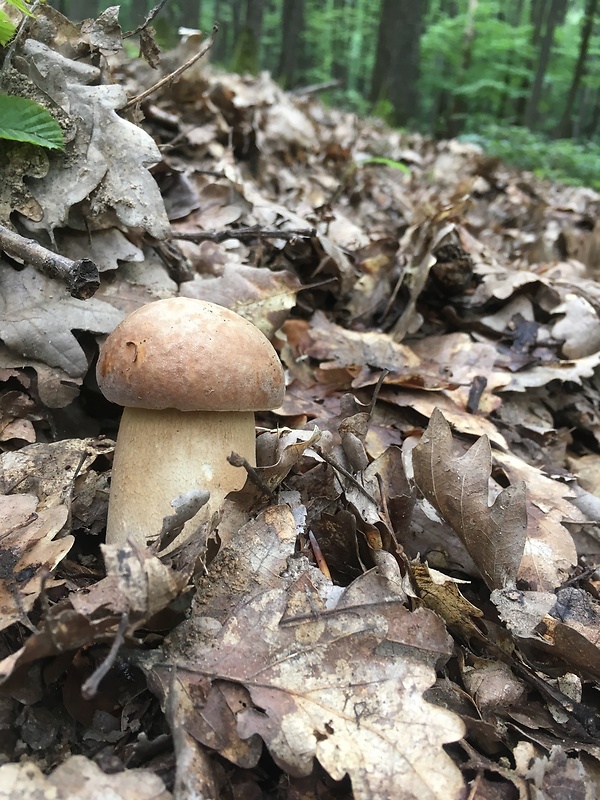 hríb dubový Boletus reticulatus Schaeff.