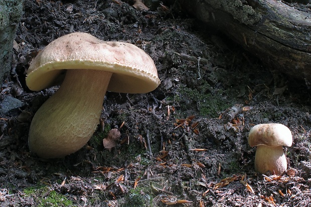 hríb dubový Boletus reticulatus Schaeff.