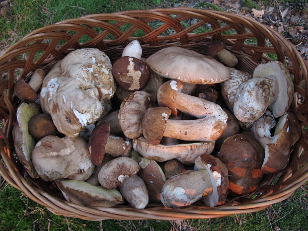 hríby dubové Boletus reticulatus Schaeff.