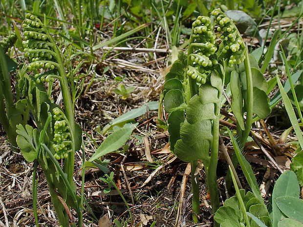 vratička mesiačikovitá Botrychium lunaria (L.) Sw.