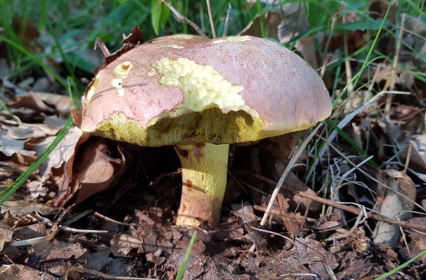 hríb kráľovský Butyriboletus regius (Krombh.) D. Arora & J.L. Frank