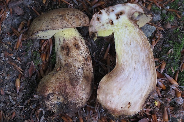 hríb horský Butyriboletus subappendiculatus (Dermek, Lazebn. & J. Veselský) D. Arora & J.L. Frank