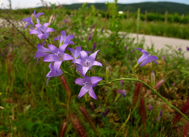 zvonček repkový Campanula rapunculus L.