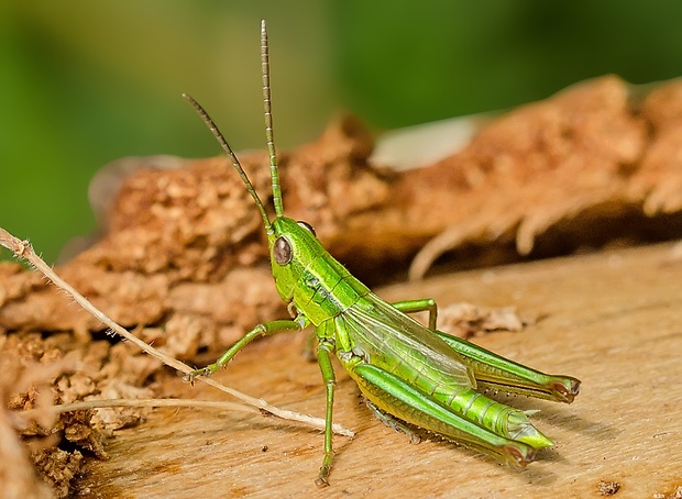 koník zlatistý Euthystira brachyptera