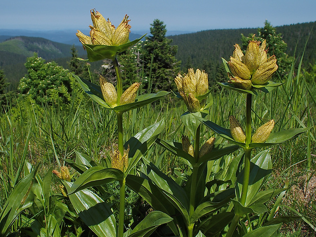 horec bodkovaný Gentiana punctata L.