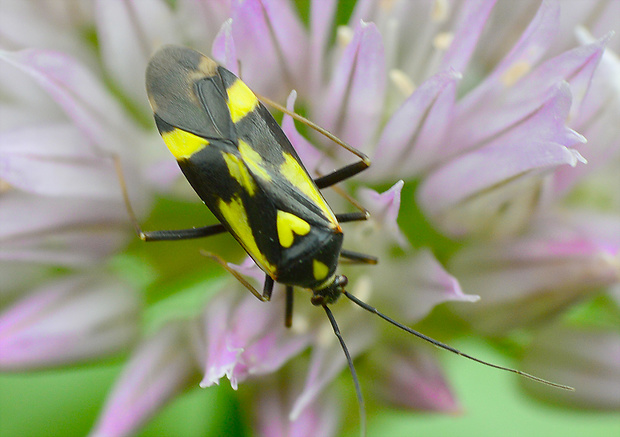 bzdôška šesťbodková Grypocoris sexguttatus