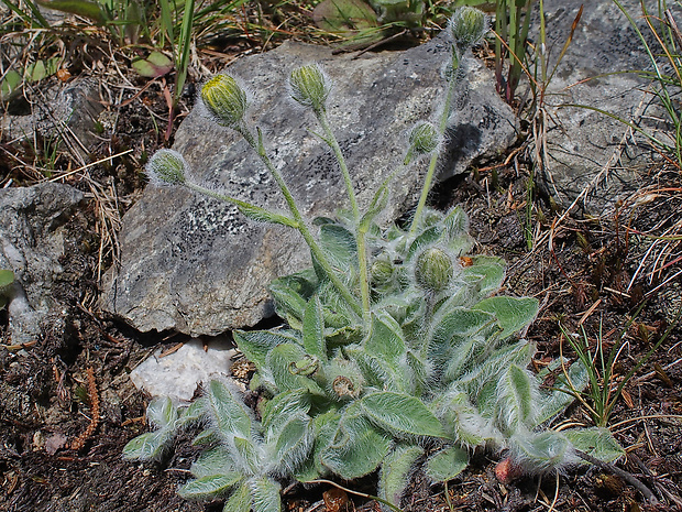 jastrabník Hieracium mixtum Froel.