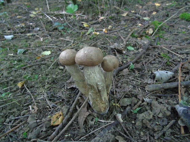 kozák topoľový Leccinum duriusculum (Schulzer ex Kalchbr.) Singer