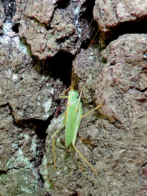 kobylka dubová ♂ Meconema thalassinum DeGeer, 1773