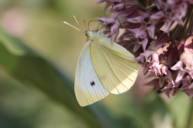 mlynárik repový  Pieris rapae