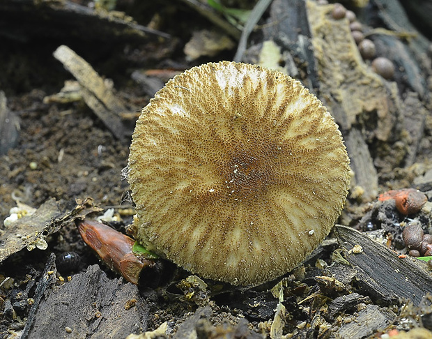 štítovka vláknitá Pluteus umbrosus (Pers.) P. Kumm.