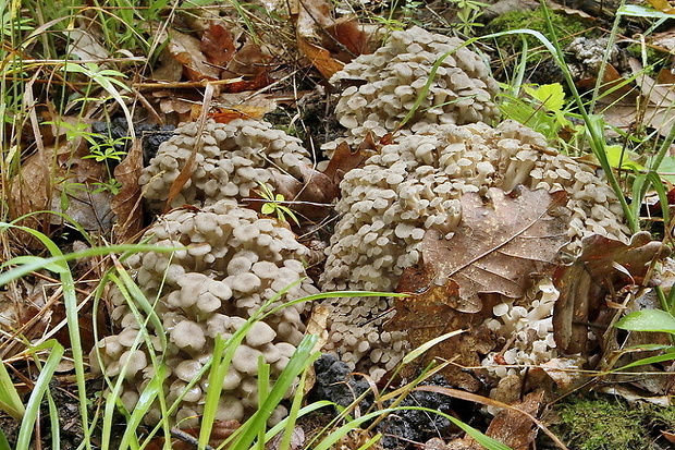 trúdnik klobúčkatý Polyporus umbellatus (Pers.) Fr.