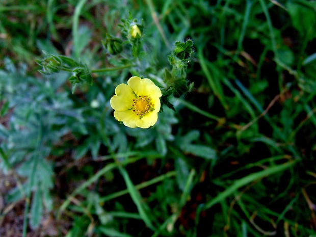 nátržník priamy Potentilla recta L.