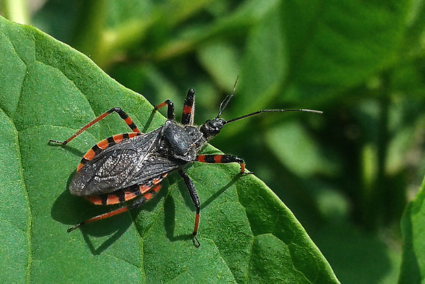 zákeřnice tmavá (cz)  Rhynocoris annulatus