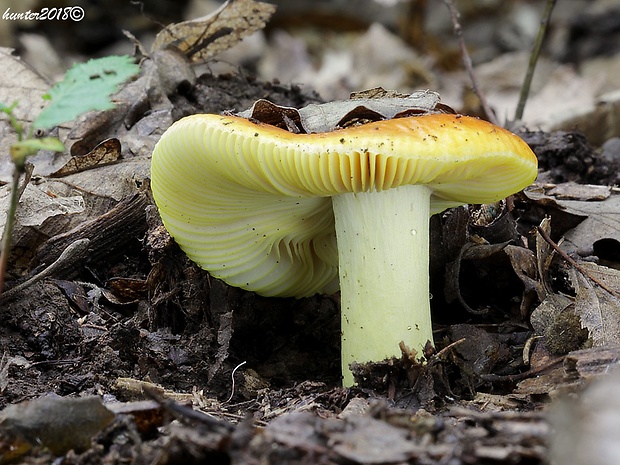 plávka zlatožltá Russula aurea Pers.