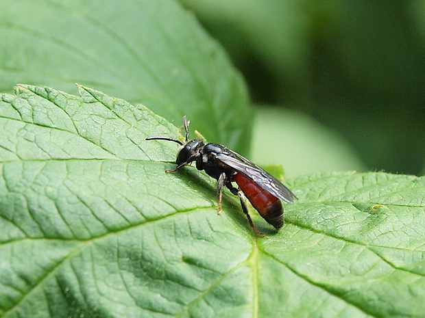 včielka Sphecodes monilicornis