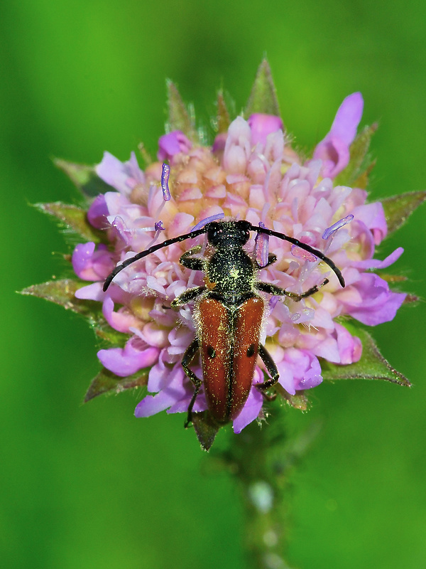 fuzáč Vadonia unipunctata