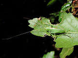 kobylka dubová ♀