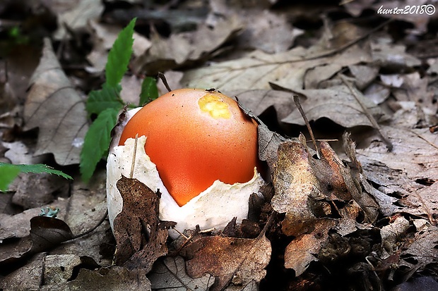 muchotrávka cisárska Amanita caesarea (Scop.) Pers.