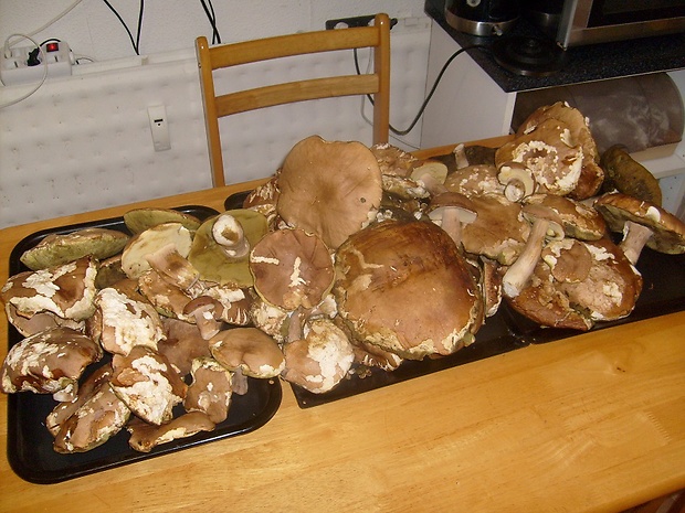 hríb dubový Boletus reticulatus Schaeff.