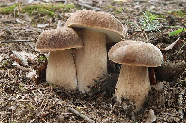 hríb dubový Boletus reticulatus Schaeff.