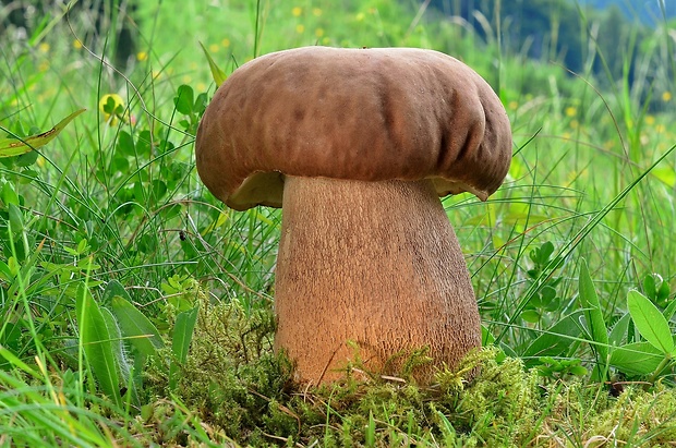 hríb dubový Boletus reticulatus Schaeff.