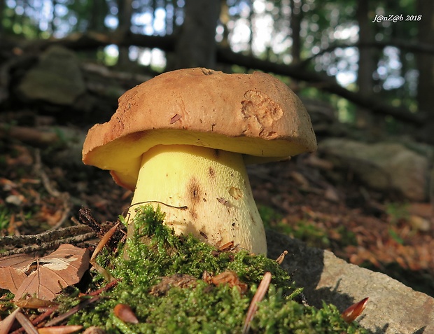 hríb horský Butyriboletus subappendiculatus (Dermek, Lazebn. & J. Veselský) D. Arora & J.L. Frank