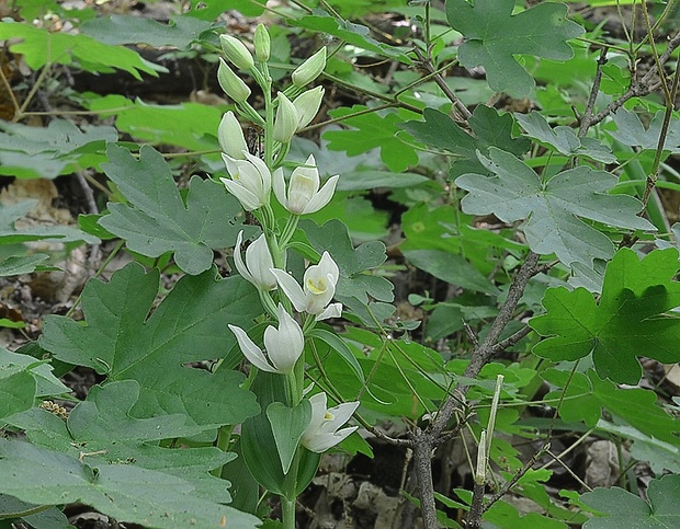 prilbovka biela Cephalanthera damasonium (Mill.) Druce