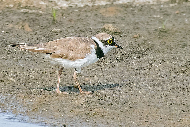 kulík riečny  Charadrius dubius