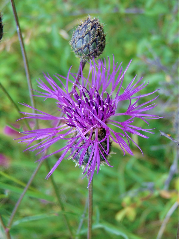 nevädzník hlaváčovitý Colymbada scabiosa (L.) Holub