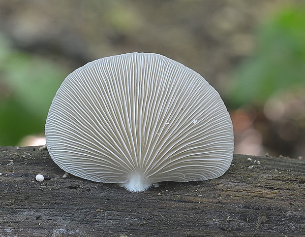 pahliva Crepidotus sp.