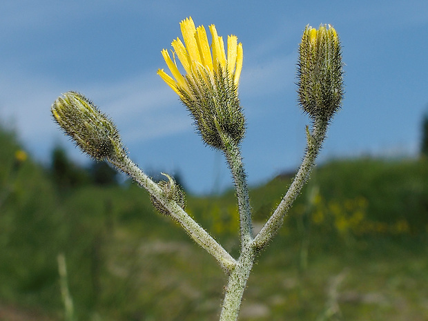 jastrabník čierny Hieracium atratum Fr.