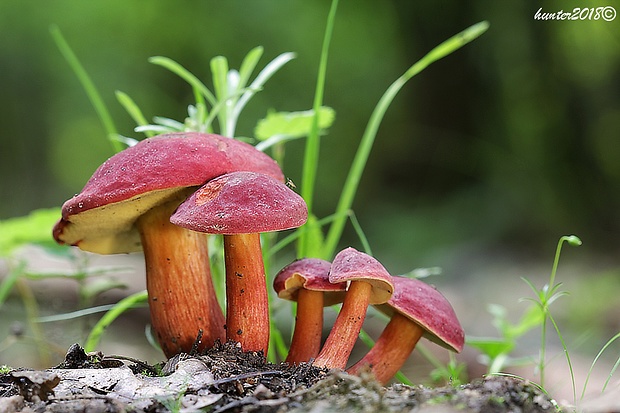 suchohríb karmínový Hortiboletus rubellus (Krombh.) Simonini, Vizzini & Gelardi