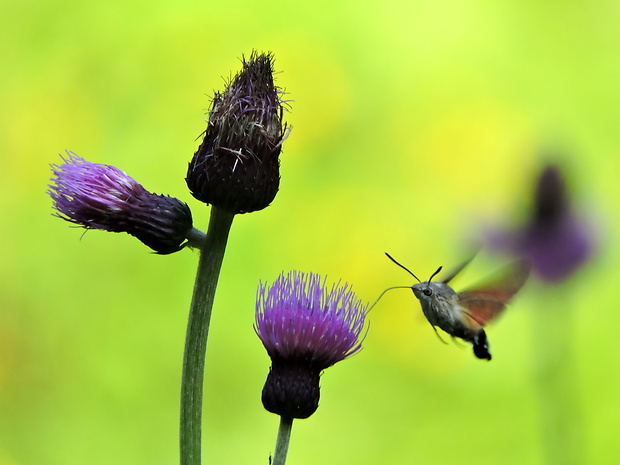 lišaj marinkový Macroglossum stellatarum