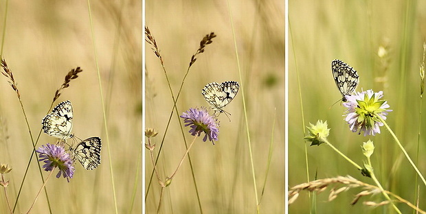 očkáň timotejkový Melanargia galathea