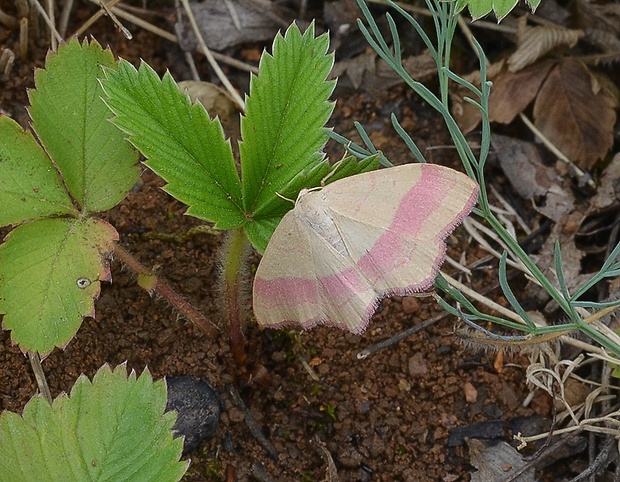 piadica prútnatcová Rhodostrophia vibicaria