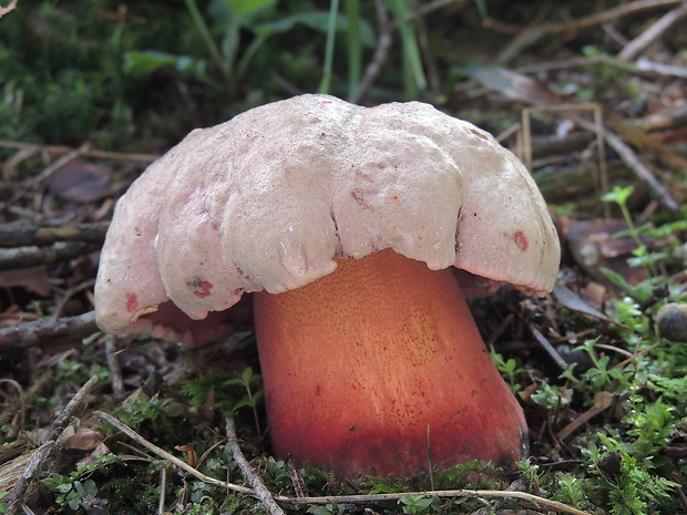 hríb úhľadný horský Rubroboletus rubrosanguineus (Cheype) Kuan Zhao & Zhu L. Yang